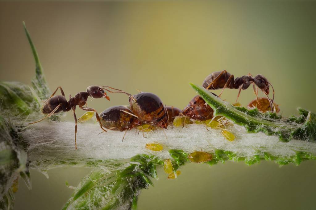 Растут надои муравьиных коров
