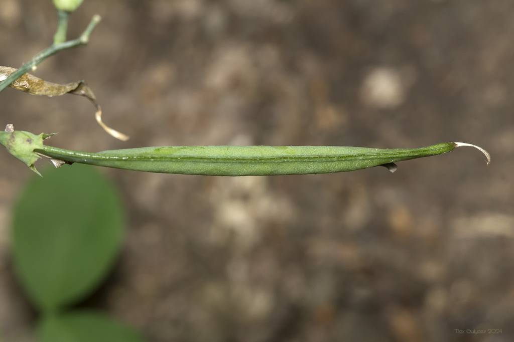 Lathyrus rotundifolius - Чина круглолистная