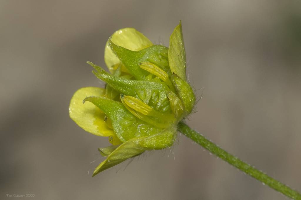 Ranunculus arvensis - Лютик полевой