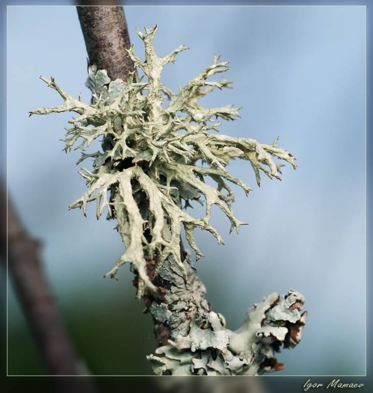 Evernia mesomorpha - Эверния мезоморфная