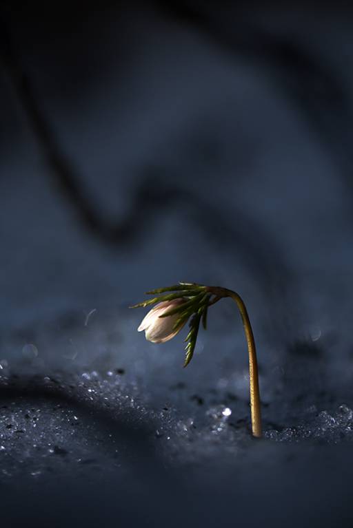 Anemone nemorosa - Ветреница дубравная