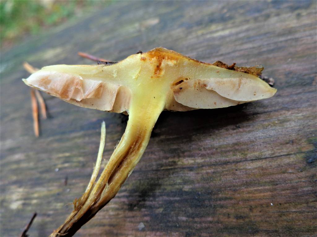 Pholiota spumosa - Чешуйчатка боровая