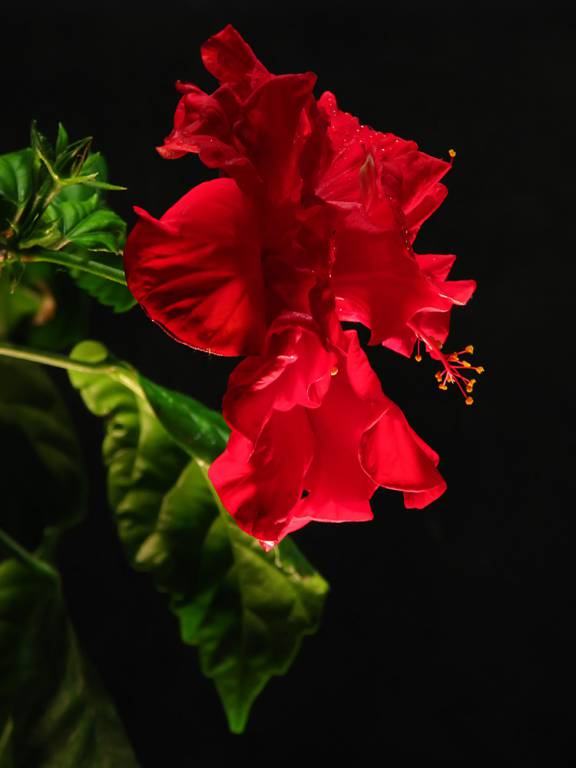 Hibiscus rosa-sinensis - Гибискус китайский, или Китайская роза