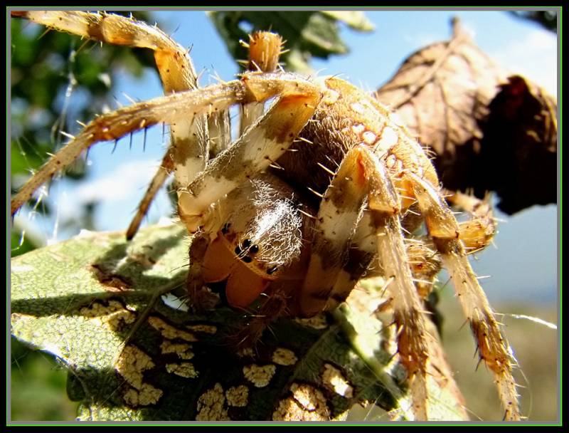 Araneus diadematus - Крестовик обыкновенный