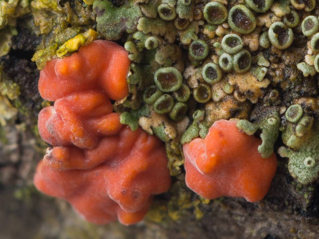 Peniophora rufa - Пениофора красная
