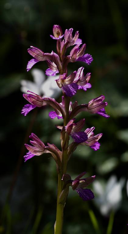 Первые орхидеи 2010.Ятрышник бабочкововый.