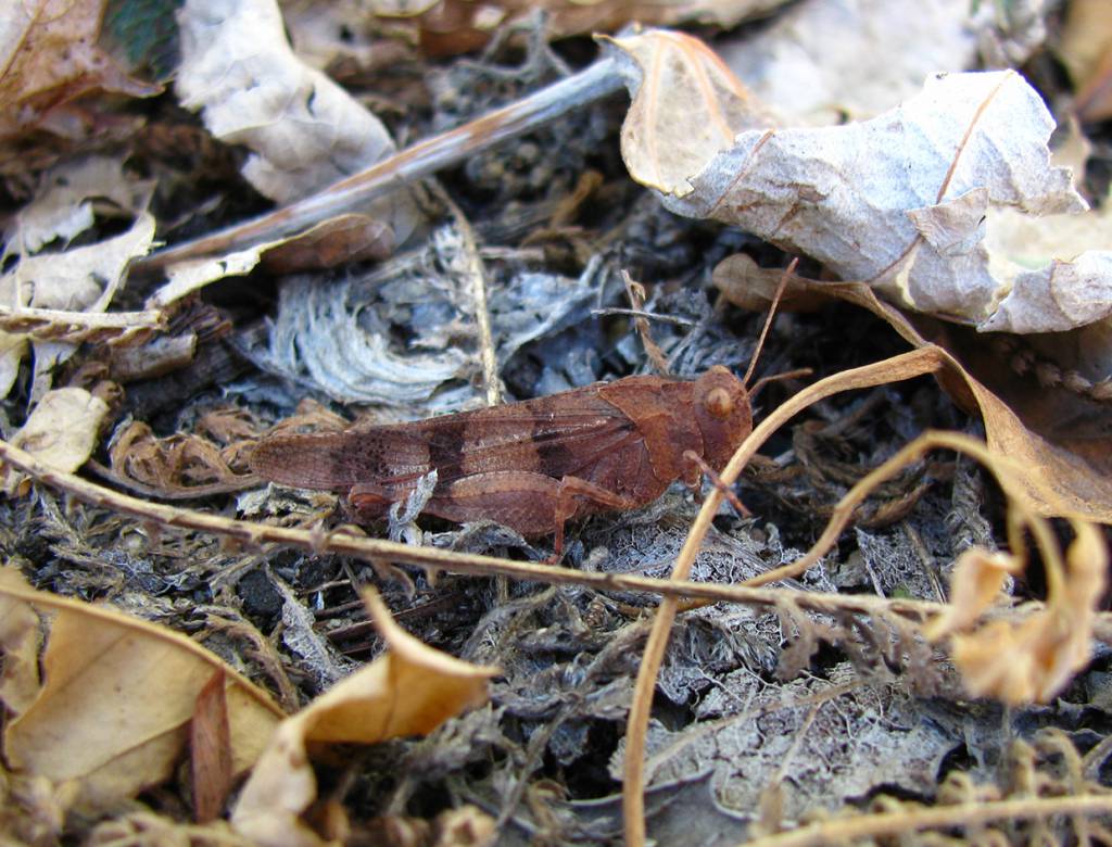 Oedipoda caerulescens - Голубокрылая кобылка
