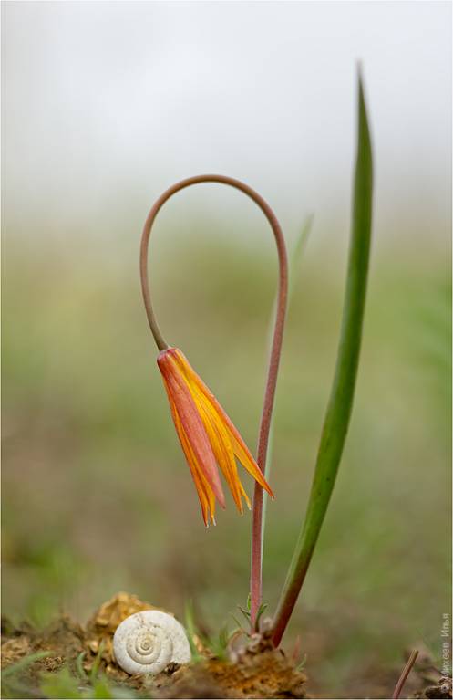 Tulipa biebersteiniana - Тюльпан Биберштейна, или Тюльпан дубравный