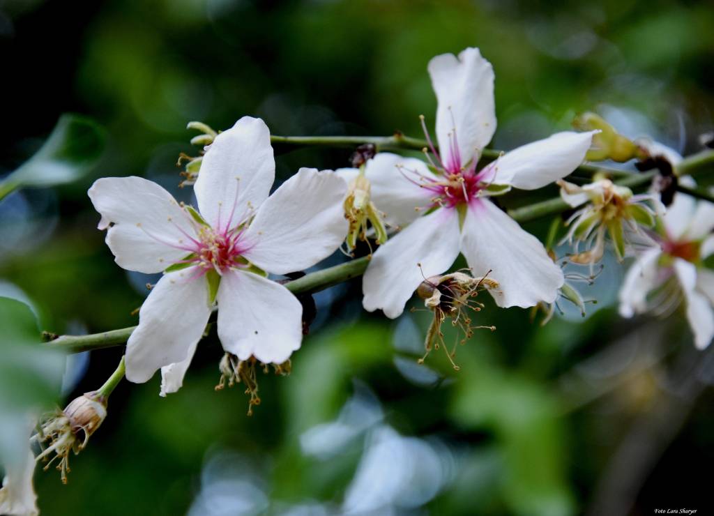 Prunus amygdalus - Миндаль обыкновенный, Миндаль сладкий