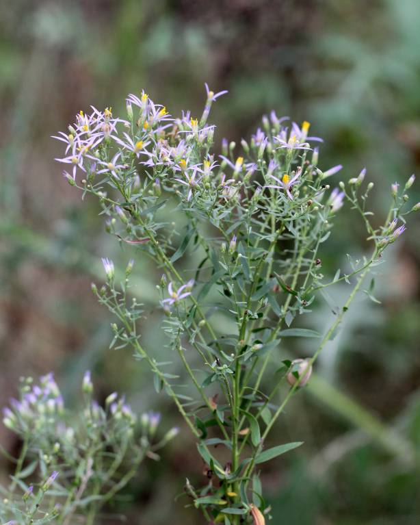 Galatella sedifolia subsp. dracunculoides - Солонечник эстрагоновидный