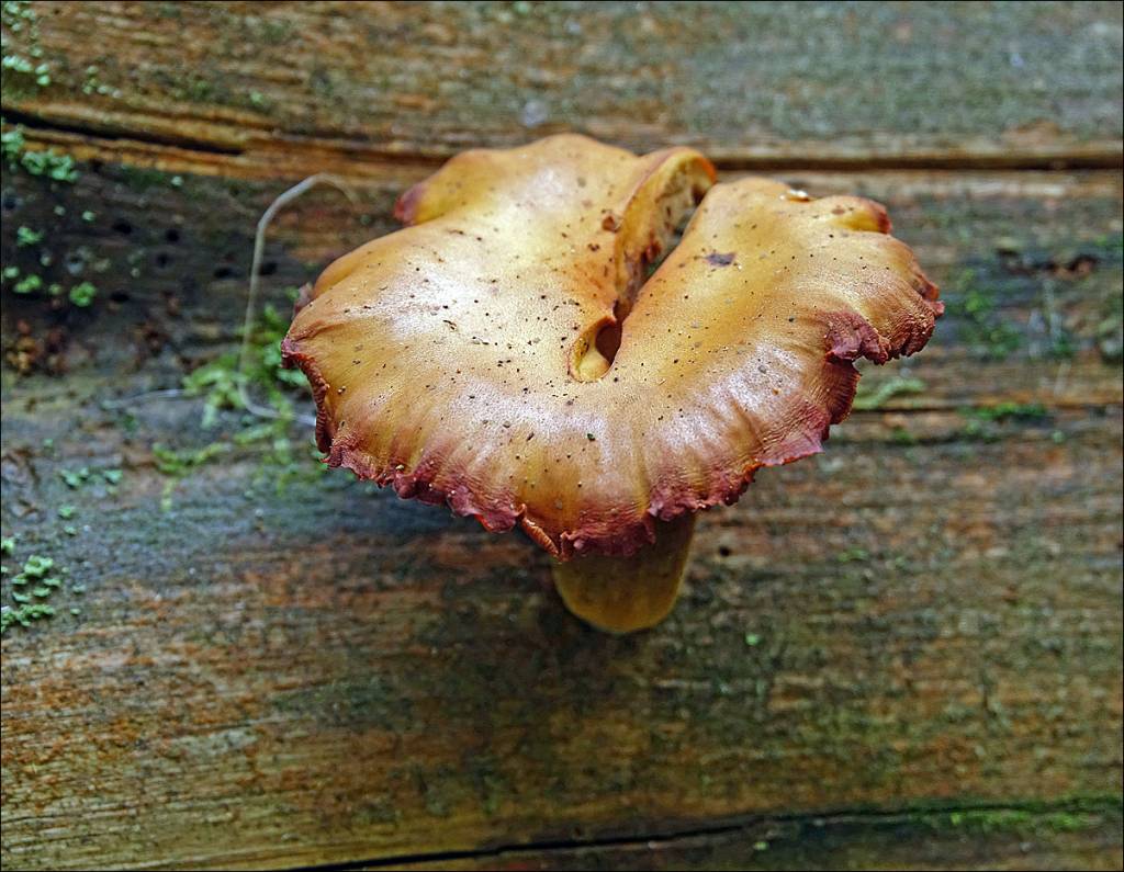 Gymnopilus picreus - Гимнопил горький