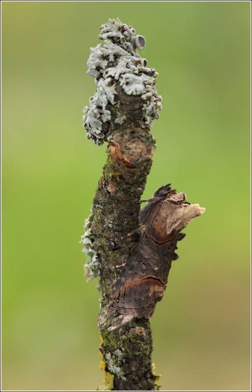 Abrostola triplasia - Совка крапивная бурая