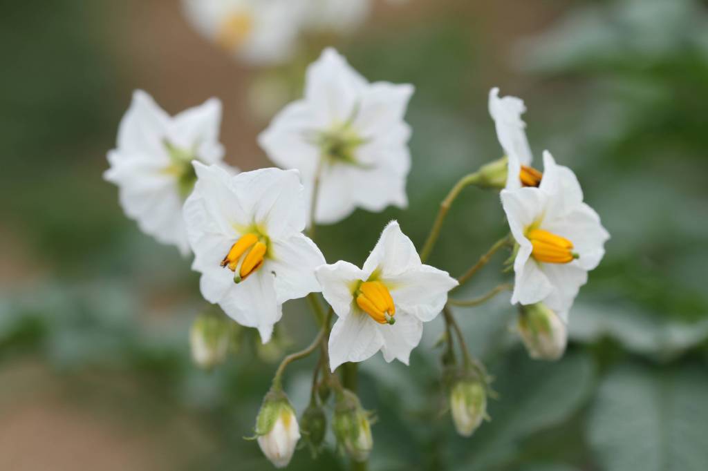 Solanum tuberosum - Картофель, или Паслён клубненосный