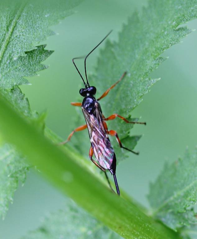 Ichneumonidae183