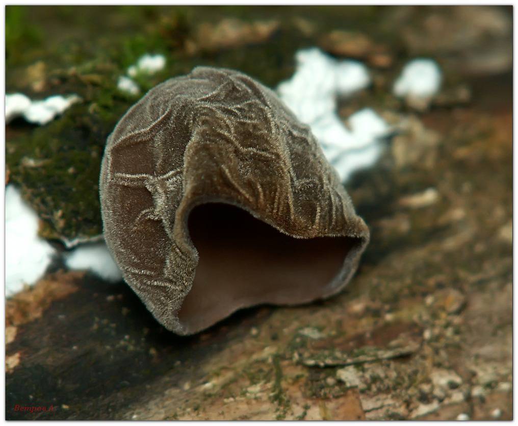 Auricularia polytricha - Аурикулярия густоволосистая