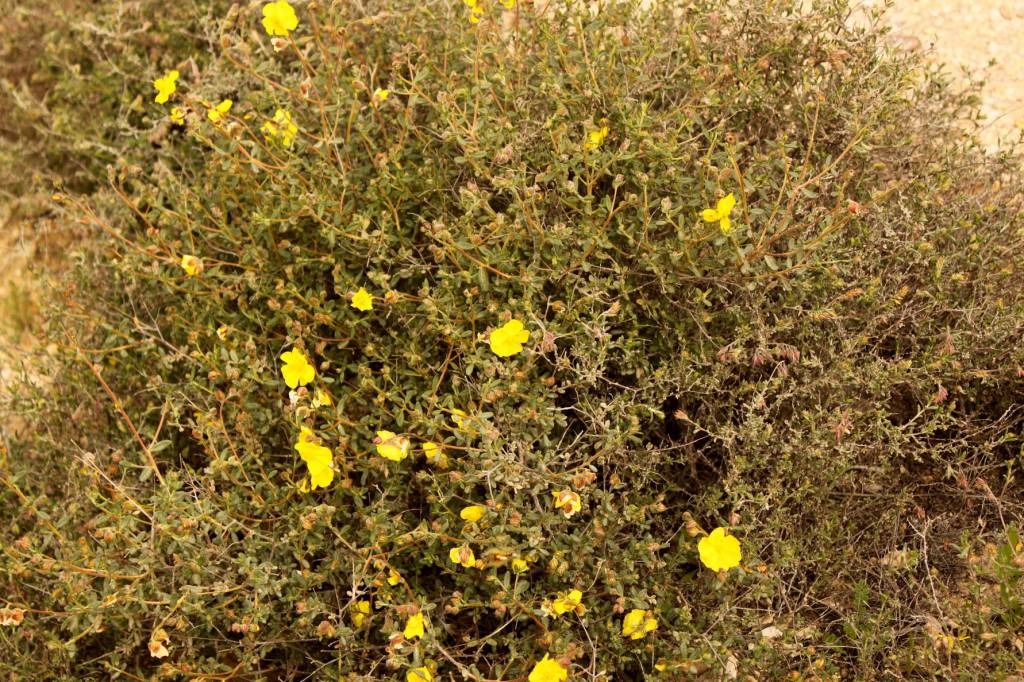Helianthemum kahiricum - Солнцецвет каирский
