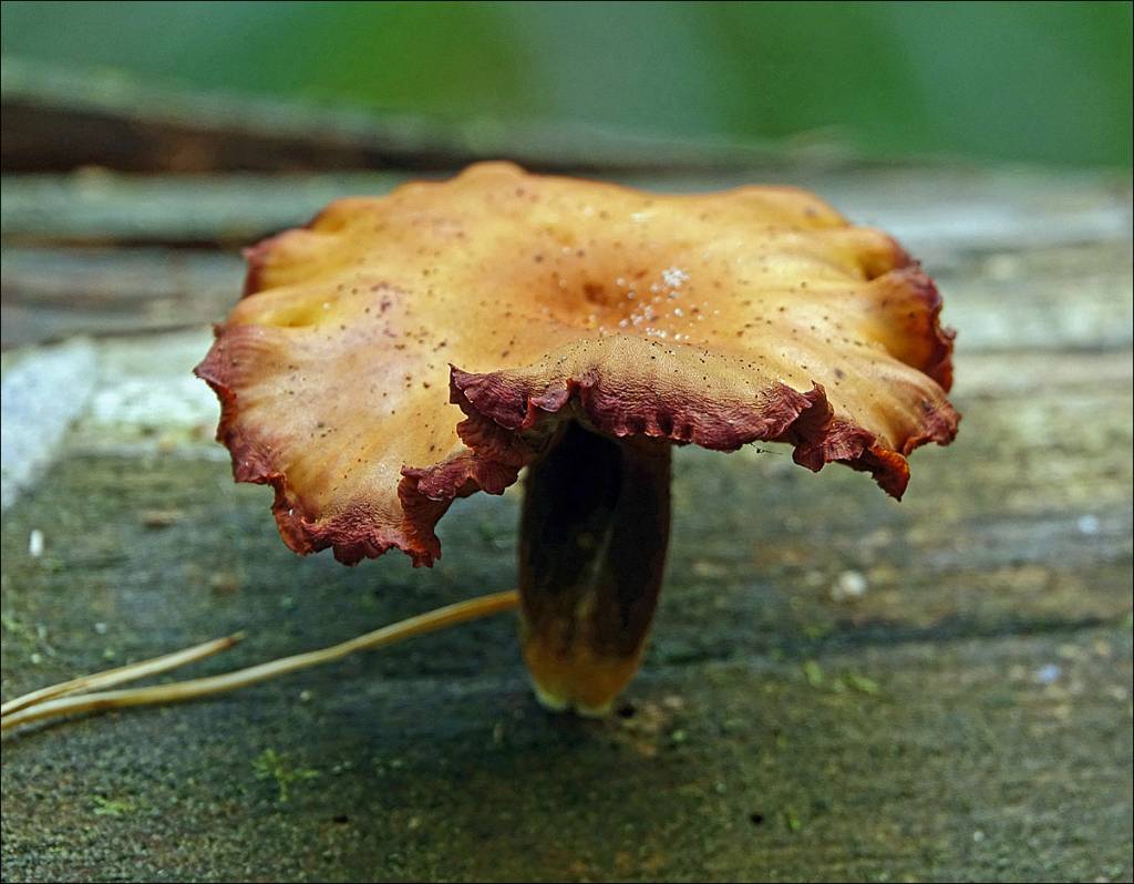 Gymnopilus picreus - Гимнопил горький
