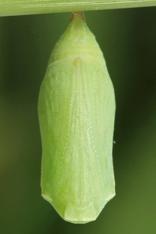 Hyponephele lycaon - Крупноглазка малая