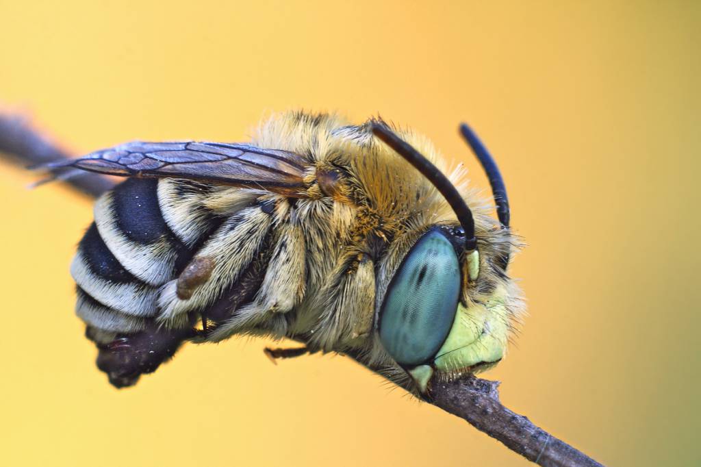 Просто пчелка