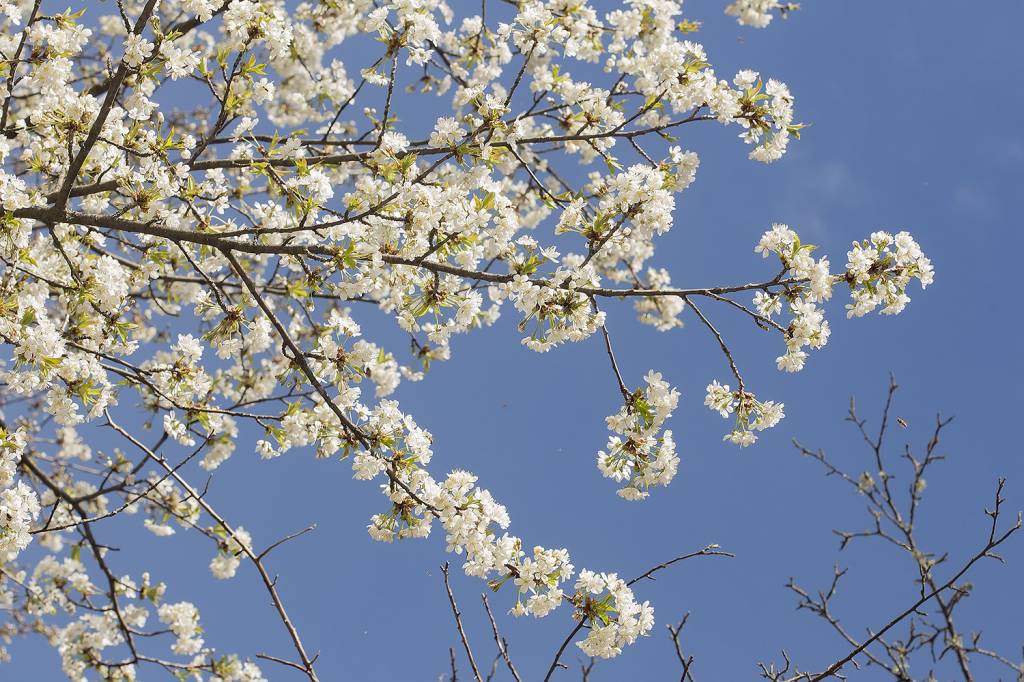 Prunus avium - Вишня птичья, Черешня