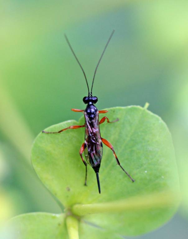 Ichneumonidae186