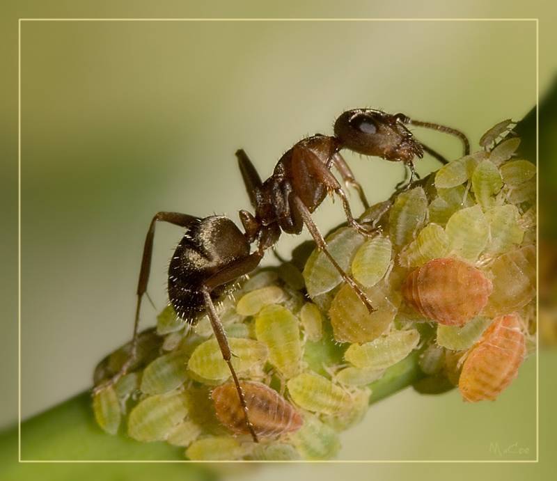 Монпансье для муравьев