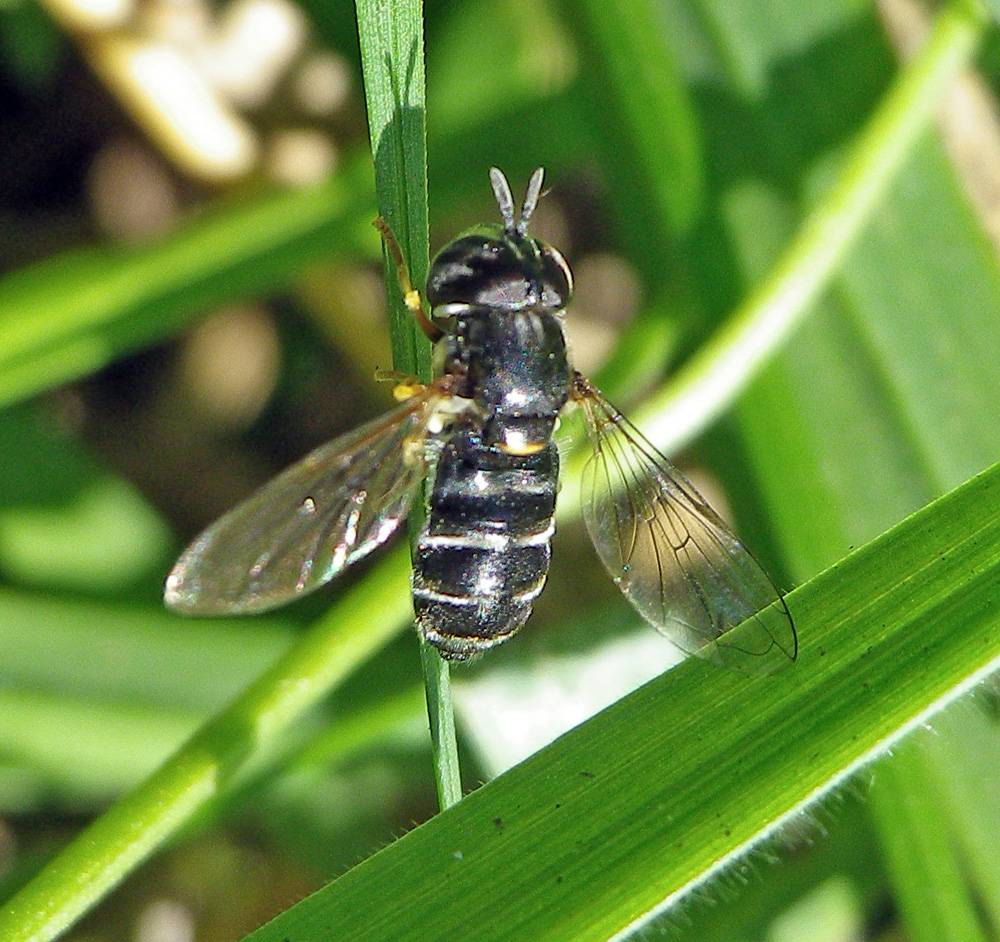 Paragus albifrons