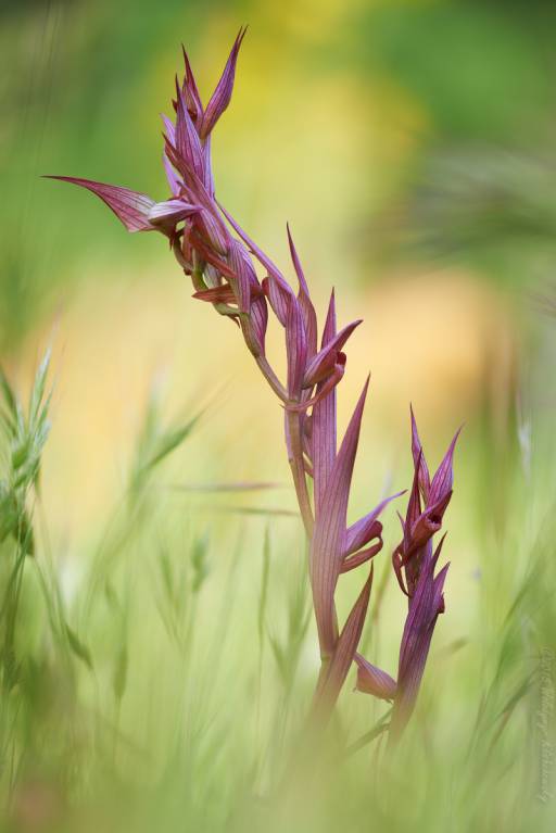 Serapias bergonii - Серапиас сошниковый рыхлоцветковый