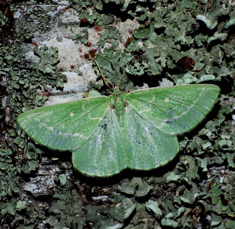 Thetidia smaragdaria - Пяденица изумрудная