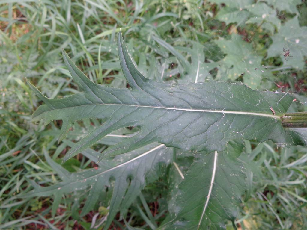 Cirsium heterophyllum - Бодяк разнолистный