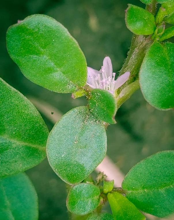 Trianthema portulacastrum - Триантема портулаковая