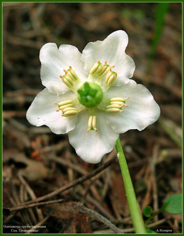 Moneses uniflora - Одноцветка одноцветковая, или крупноцветковая