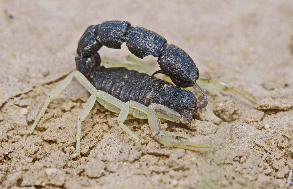 Orthochirus scrobiculosus - Чёрный скорпион