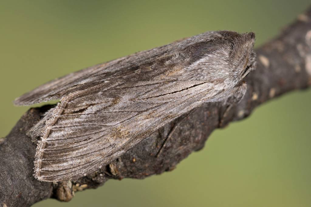 Cucullia lucifuga - Капюшонница чертополоховая