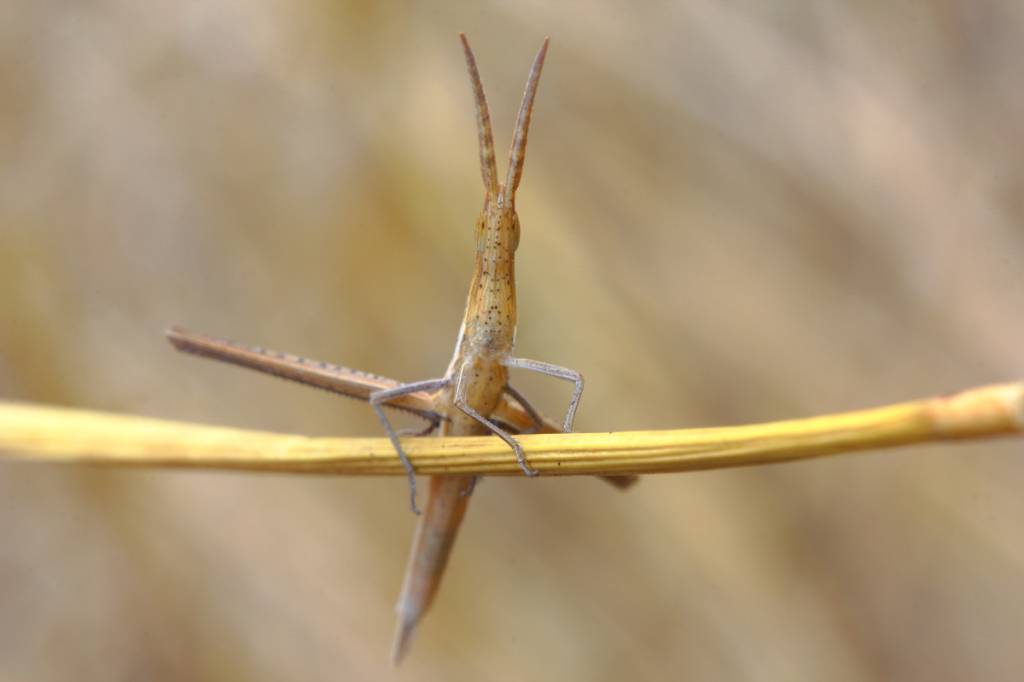 Acrida oxycephala - Акрида пустынная