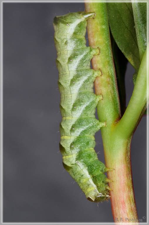 Melanchra persicariae - Совка садовая черноватая