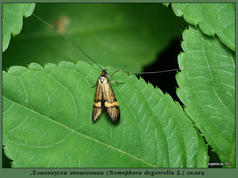 Nemophora degeerella - Длинноусая моль опоясанная