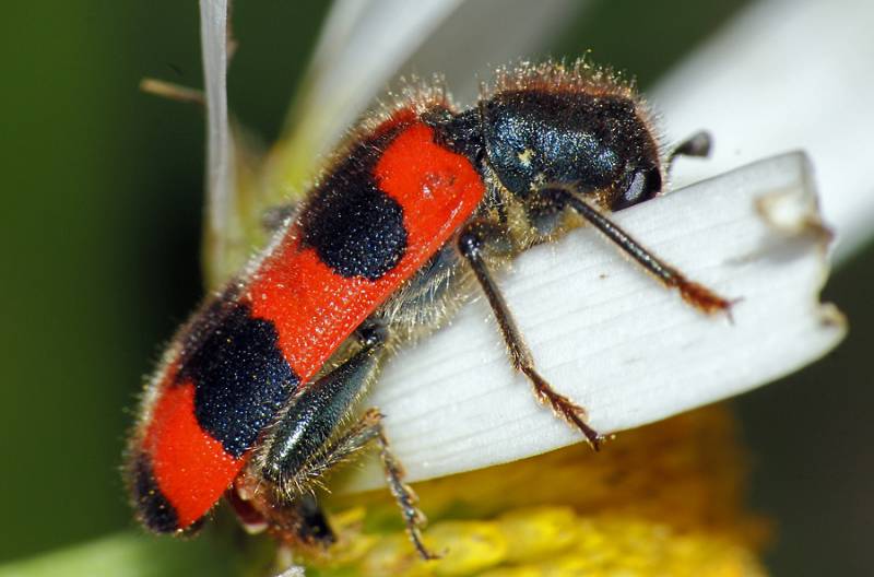 Trichodes apiarius - Пестряк пчелиный