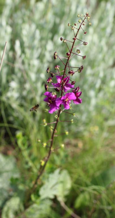 Verbascum phoeniceum - Коровяк фиолетовый