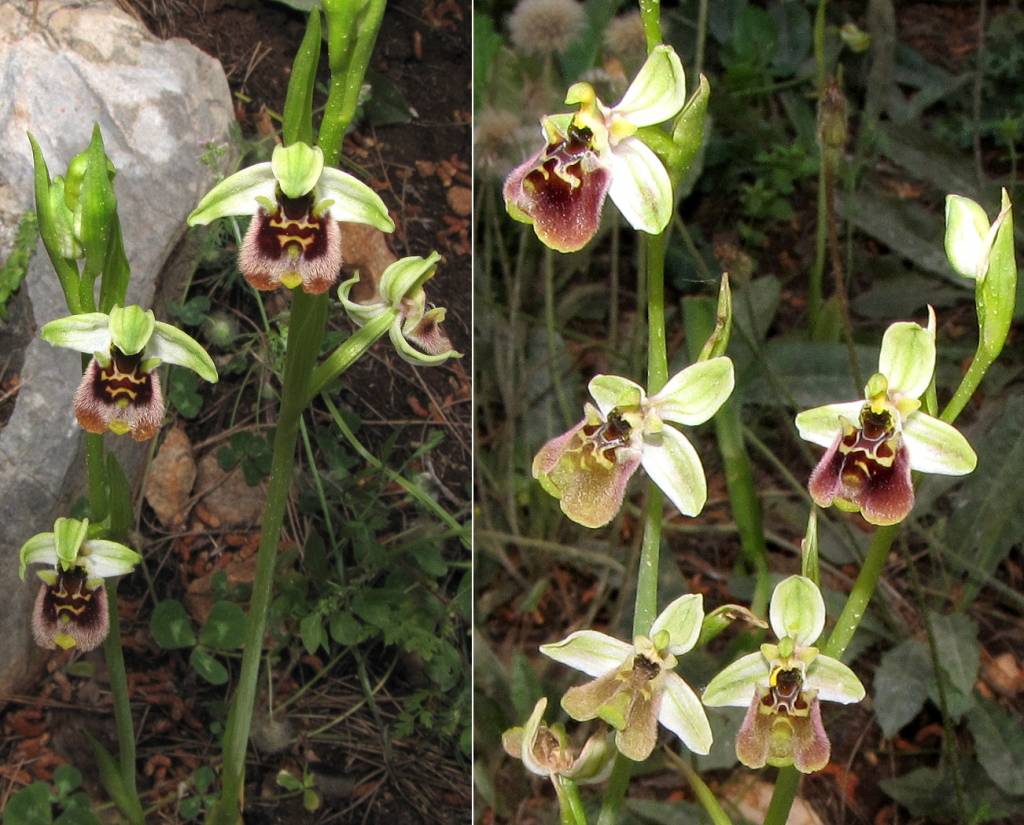 орхидеи(двораниёт)