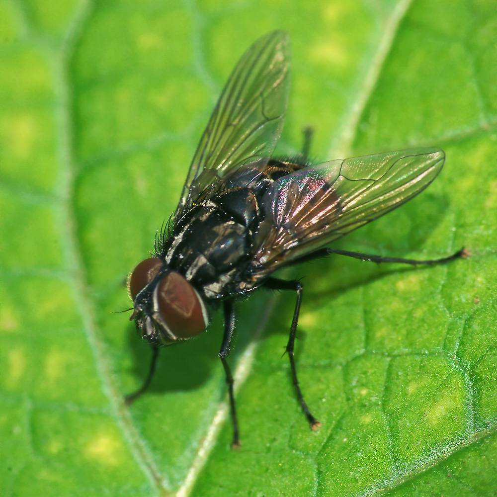 Мух ду. Семейство мухи настоящие - Muscidae. Муха Мусцида. Calliphoridae Муха. Муха семейства Calliphoridae.