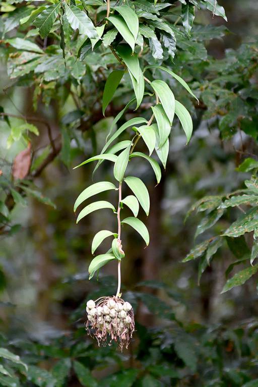 Bomarea costaricensis