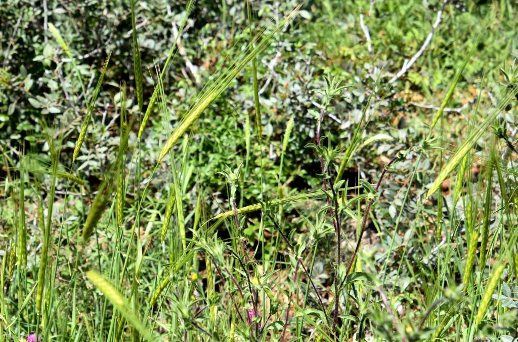 Hordeum vulgare subsp. spontaneum