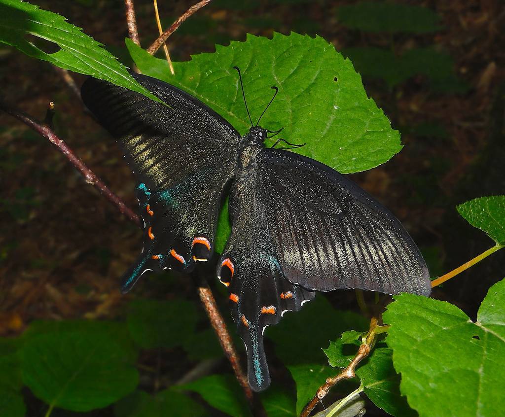 Papilio maackii - Парусник Маака