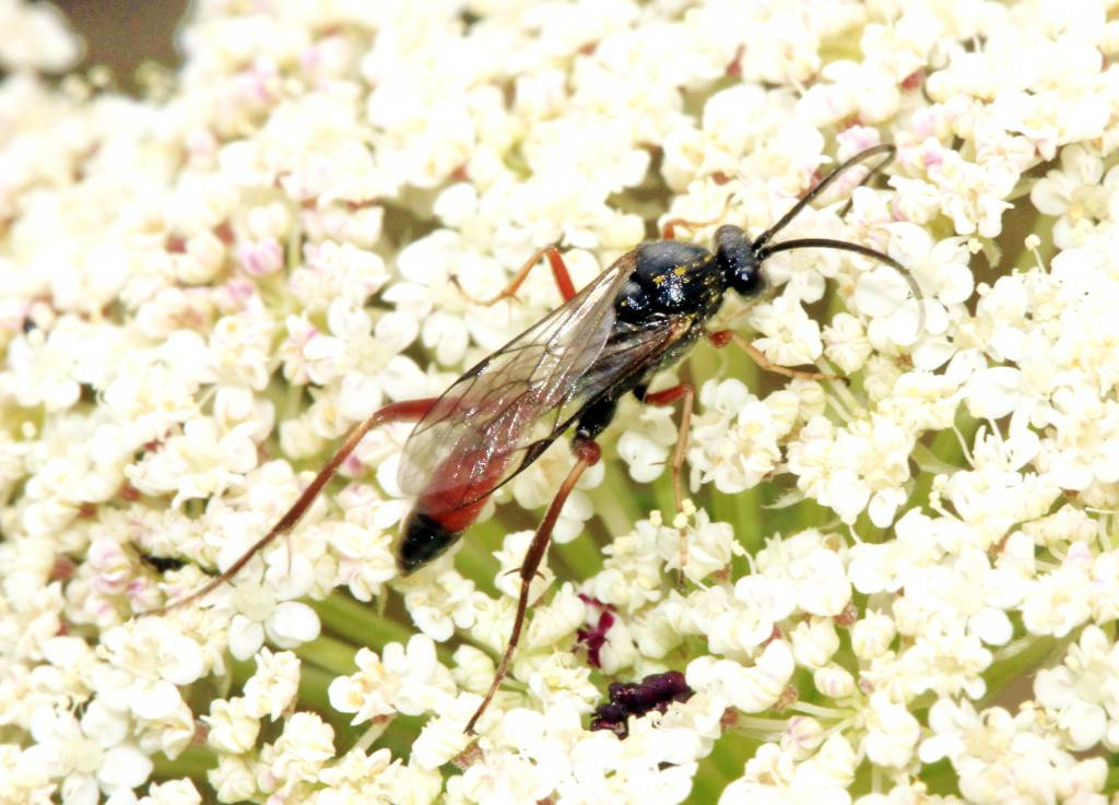 Ichneumonidae. Cryptinae. Gen. sp.