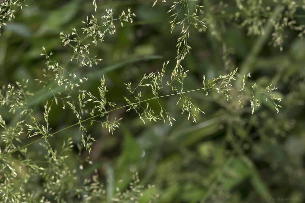 Agrostis stolonifera - Полевица побегообразующая