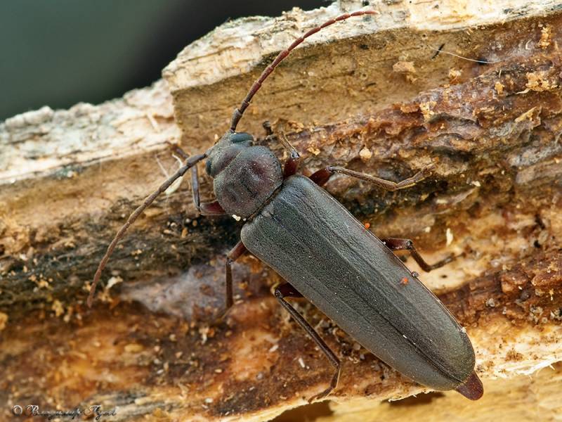 Arhopalus rusticus - Усач бурый сосновый