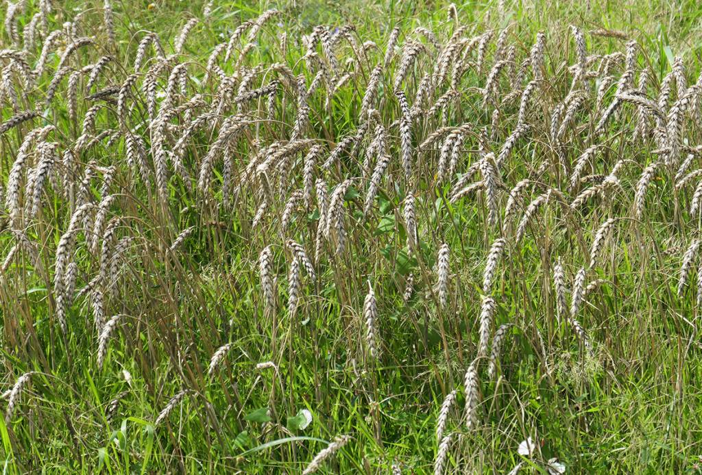 Triticum aestivum subsp. spelta - Пшеница спельта