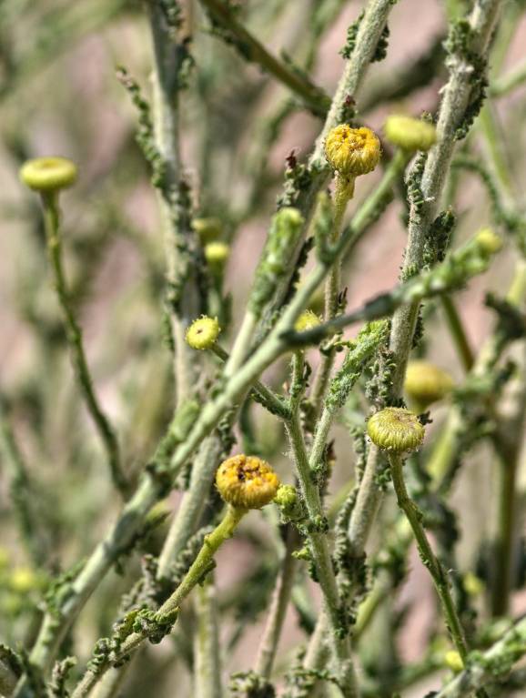 Pulicaria undulata - Пуликария обыкновенная