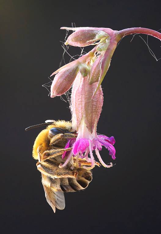 пчелиные сны...
